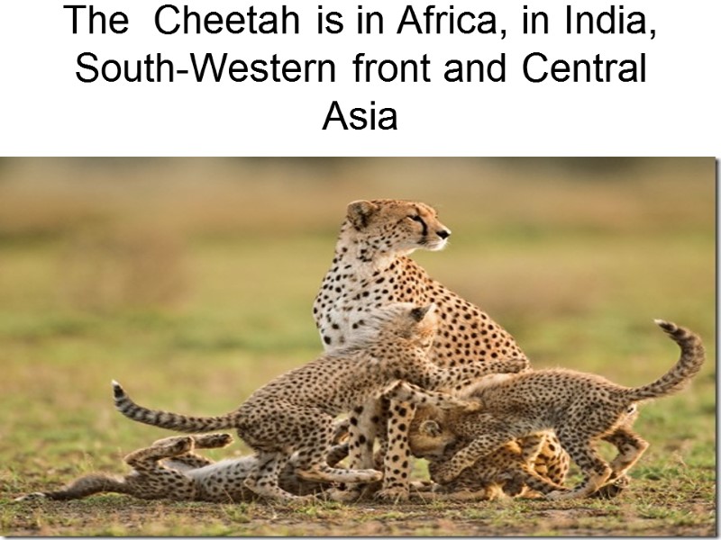 The  Cheetah is in Africa, in India, South-Western front and Central Asia
